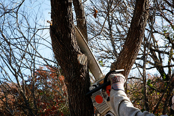 Tree and Shrub Care in Naples, UT